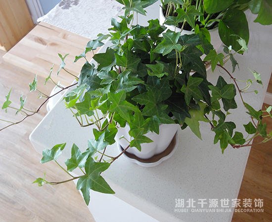 新房裝修好可以擺放哪些植物【宜昌裝修】