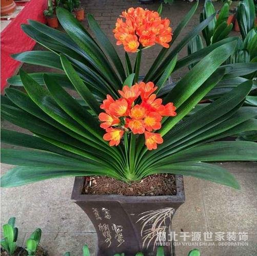 【宜昌裝修】家里種什么植物風(fēng)水好又旺財(cái)？